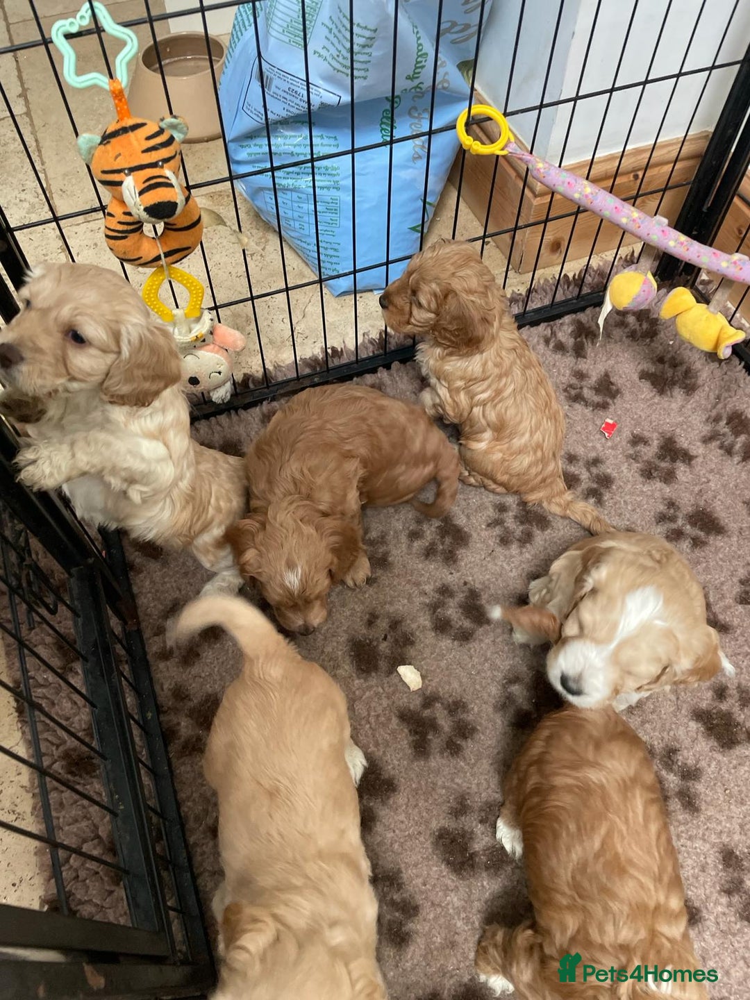 Cocker Spaniel dogs for stud: PROVEN KC REGISTERED Cocker Spaniel for Stud in Tadworth - Image 12