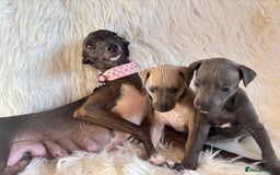 Italian Greyhound dogs for sale: 2 Italian Greyhound Boys  - Image 18