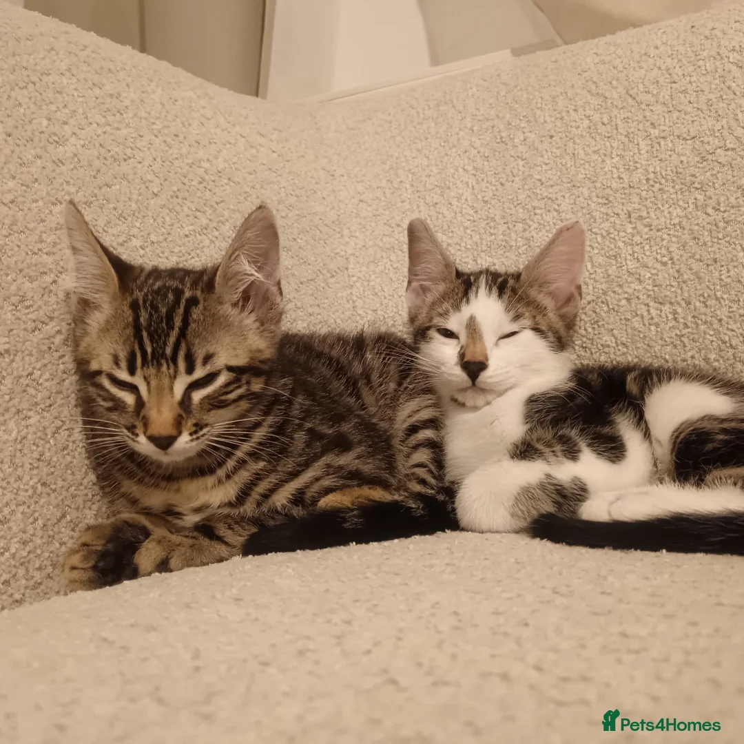 Mixed Breed cats for sale: Mixed bengal kitten - Advert 4