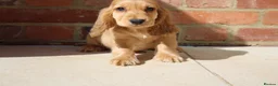 Cocker Spaniel dogs for sale: Kennel Club Registered Show Type Cocker puppies - Advert 25
