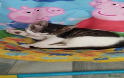 British Shorthair cats for sale: 3 lovely kittens search new homes  - Image 4