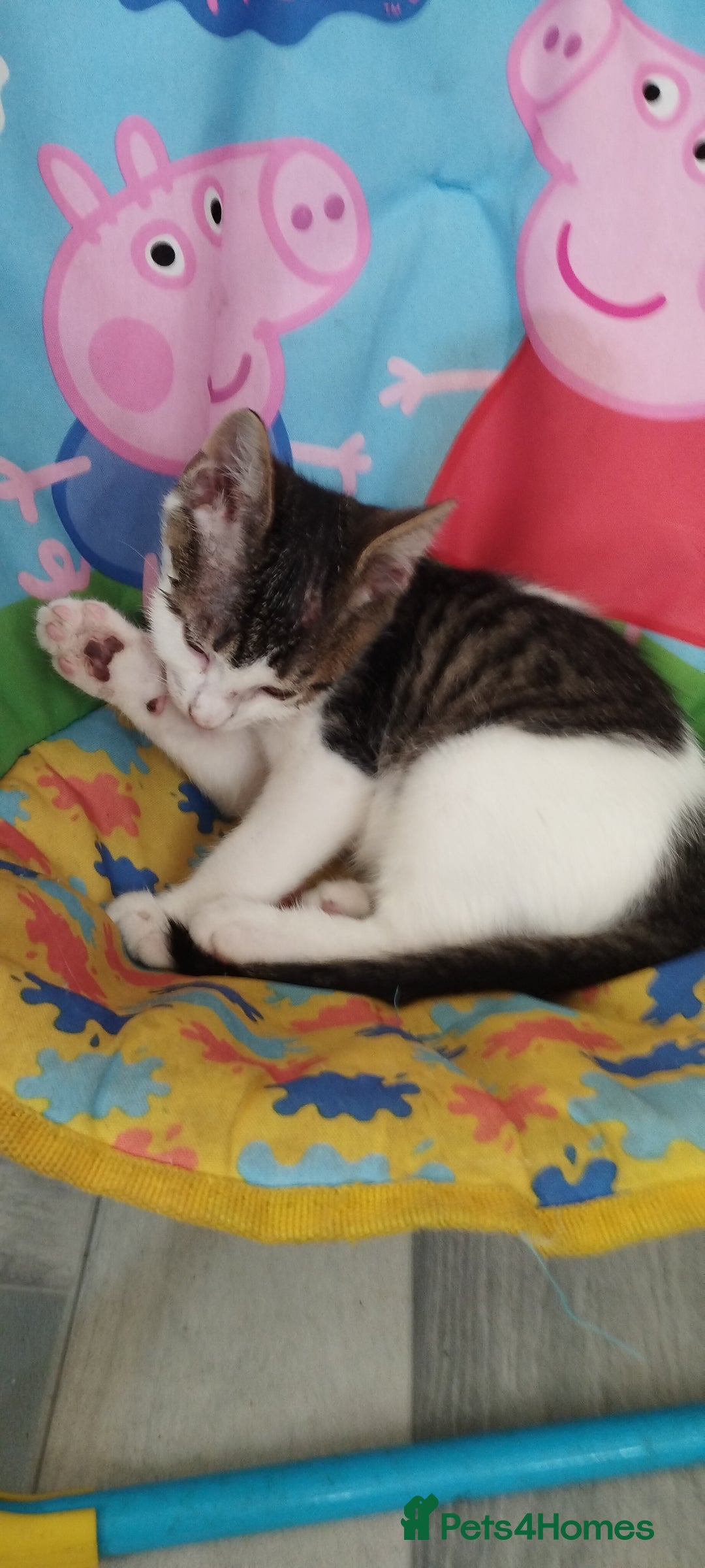 British Shorthair cats for sale: 3 lovely kittens search new homes  - Image 4