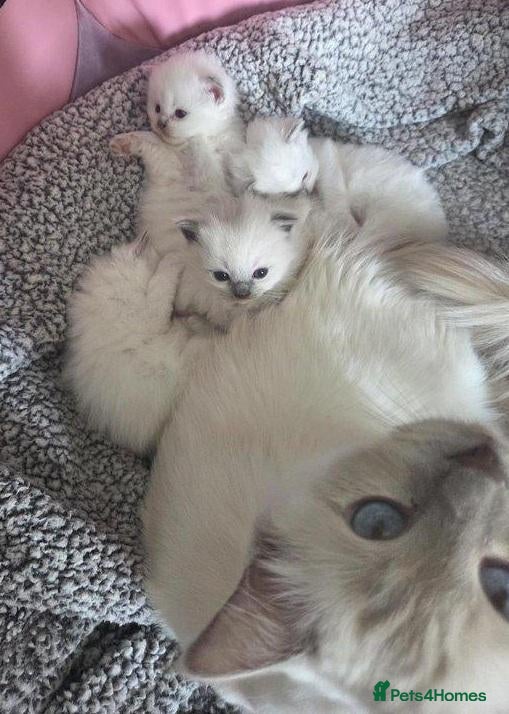 Ragdoll cats Fluff, Fun & Forever Cuddles — Ragdoll Kittens - Advert 1