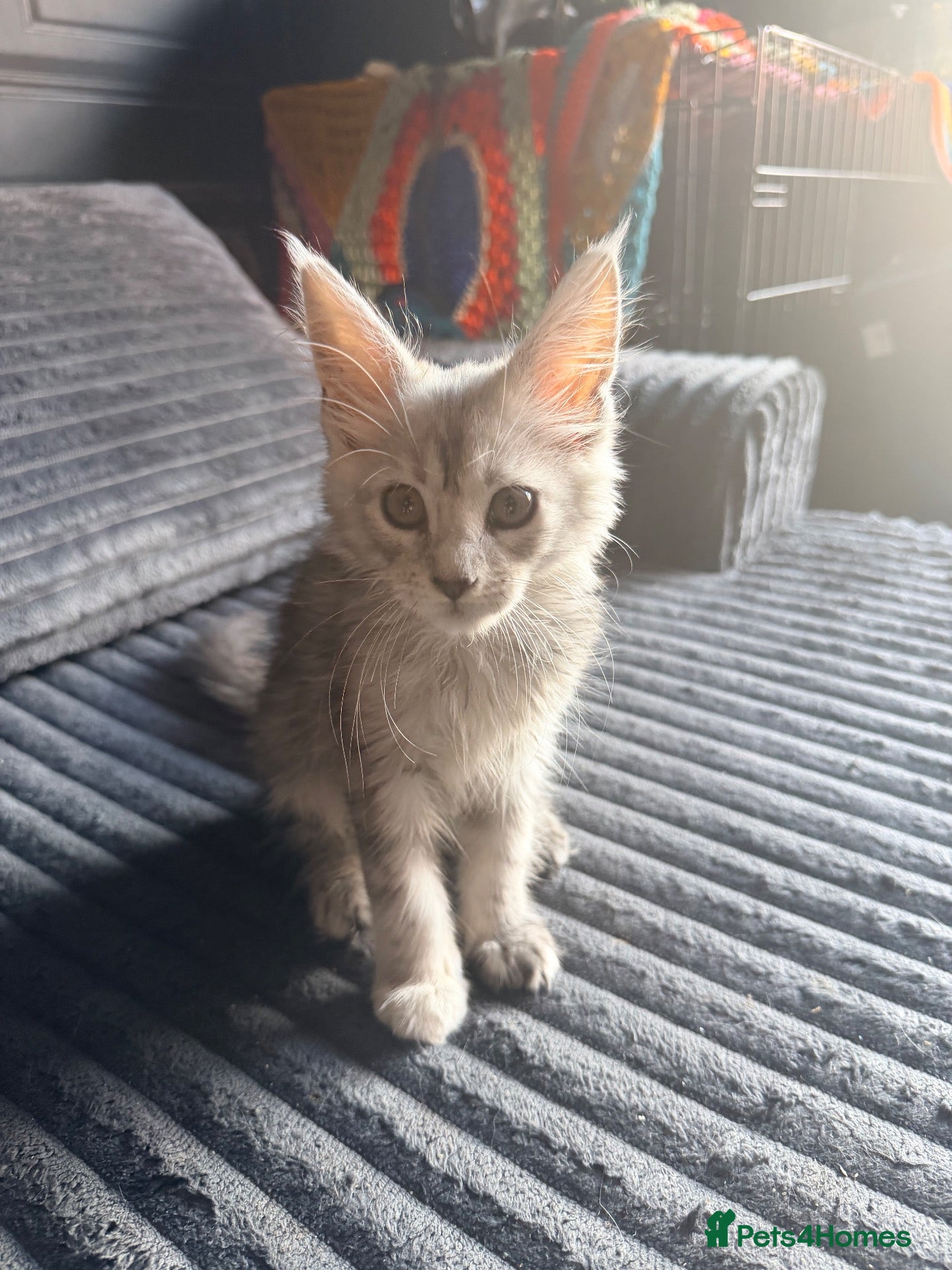 Maine Coon cats Last remaining girl  - Advert 6