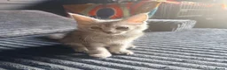 Maine Coon cats for sale: Last remaining girl  - Advert 1
