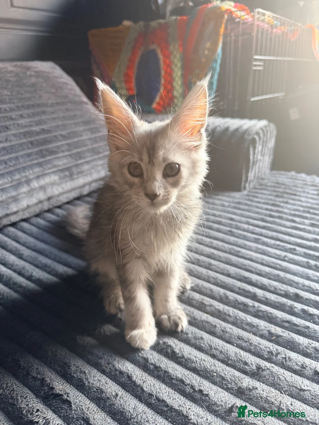 Maine Coon cats for sale: Last remaining girl  - Advert 1