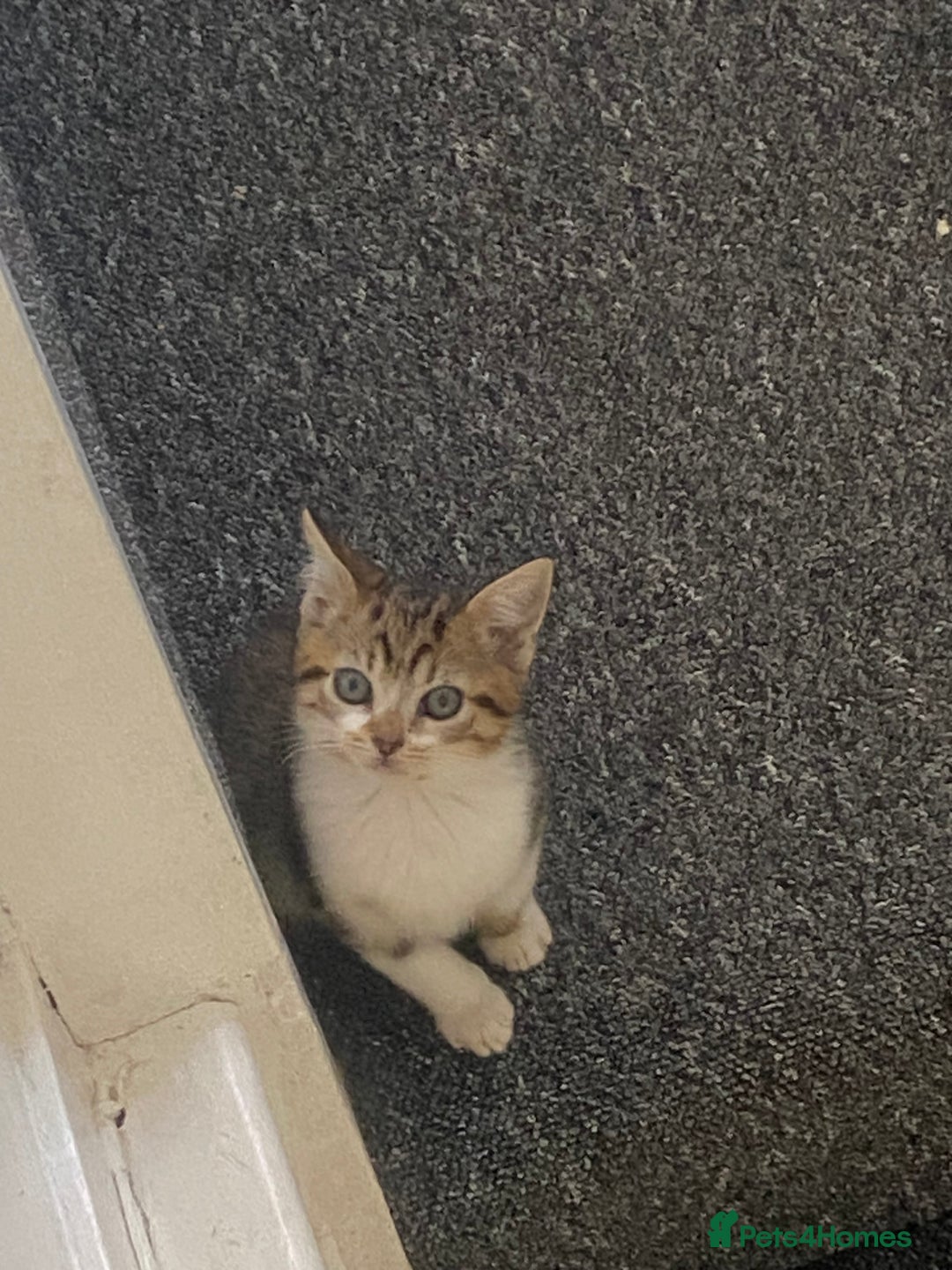 Mixed Breed cats for sale: Female kitten 9 weeks old  - Image 2