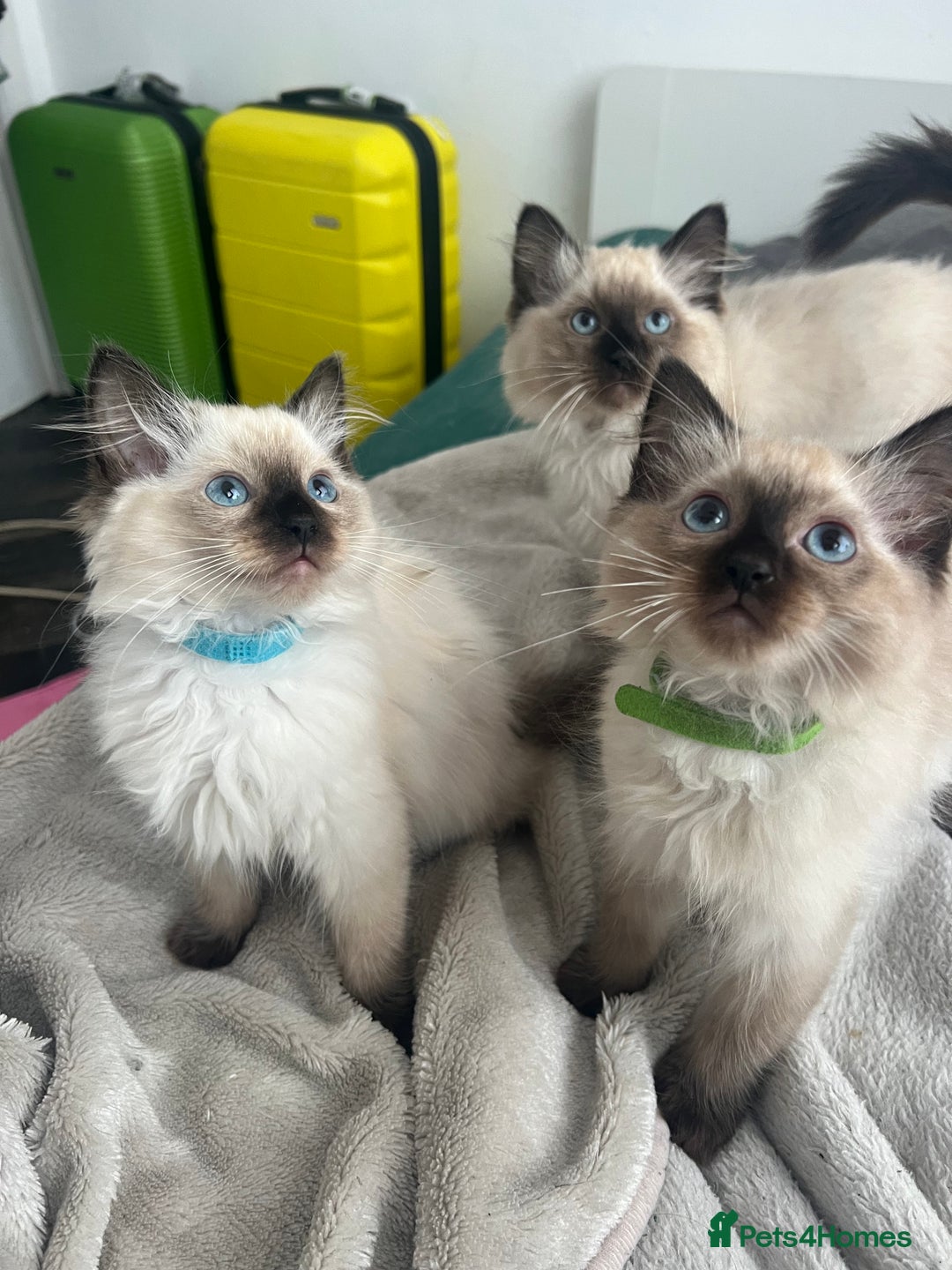 Ragdoll cats for sale: 1 LOVING RAGDOLL BOY is WAITING FOR LOVING HOME - Image 6