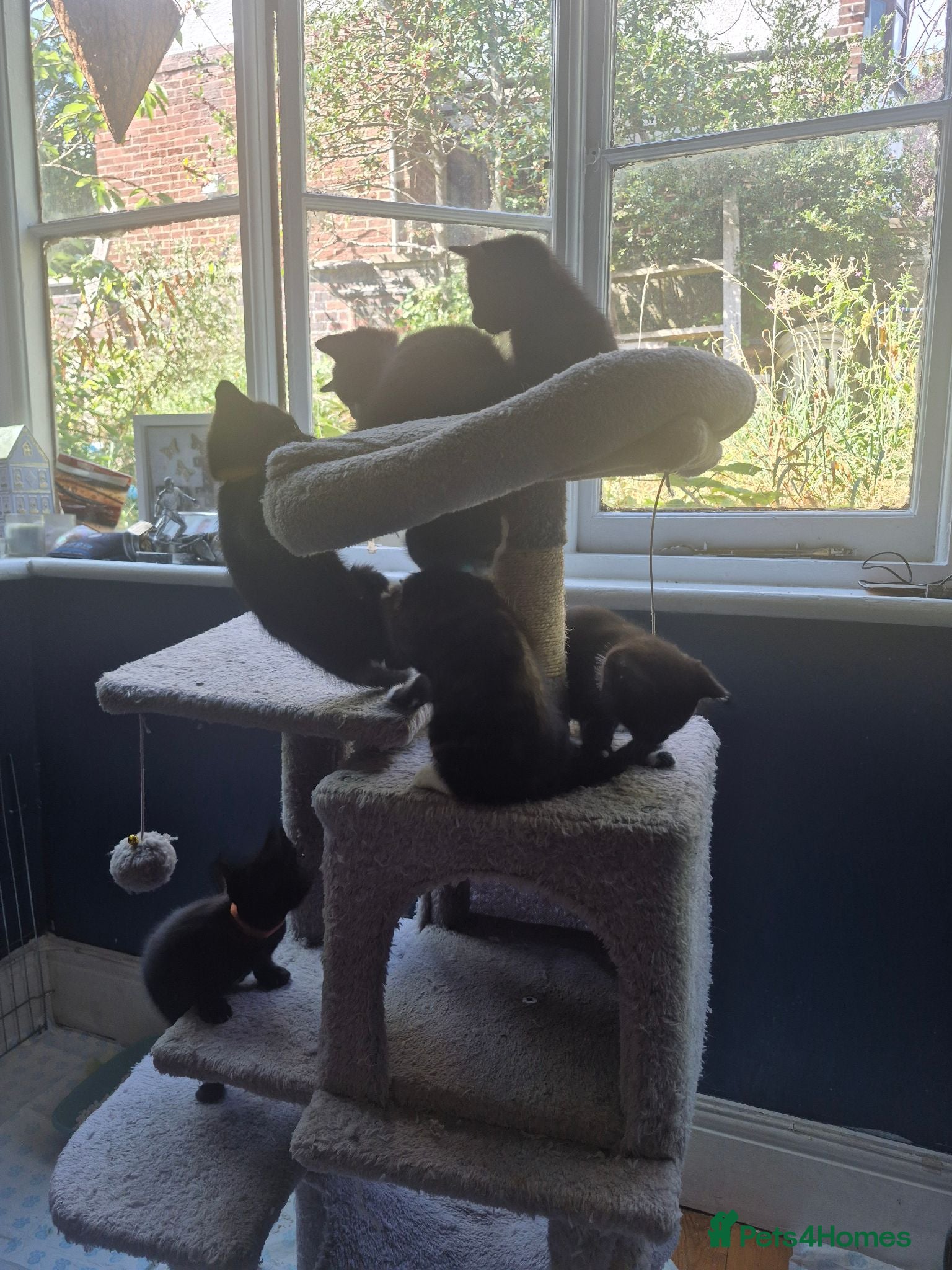 Mixed Breed cats Beautiful kittens - Advert 1