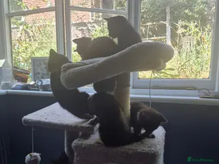 Mixed Breed cats Beautiful kittens - Advert 1