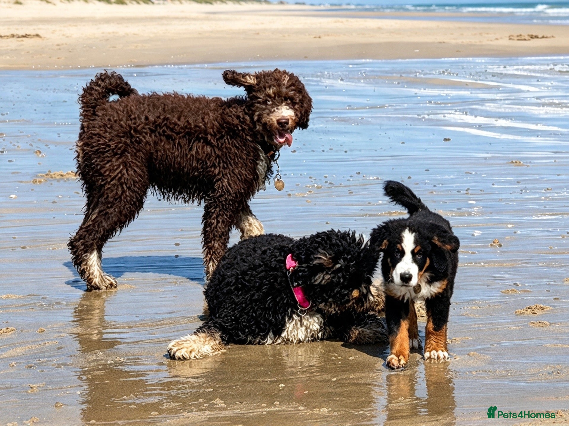 Bernedoodle dogs Meet Atlas  - Advert 10