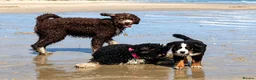 Bernedoodle dogs for sale: Meet Atlas  in Ferryside - Advert 1