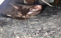 British Shorthair cats for sale: Male British shorthair/tabby kitten for free - Advert 1