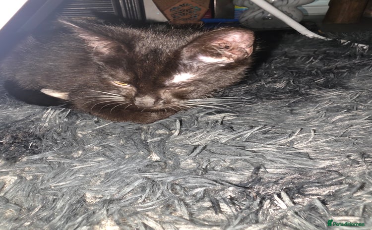 British Shorthair cats Male British shorthair/tabby kitten for free - Advert 4