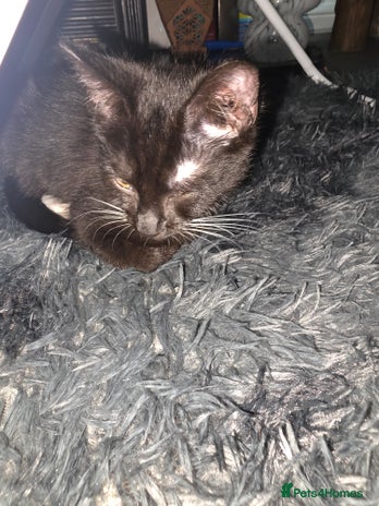 British Shorthair cats Male British shorthair/tabby kitten for free - Advert 1