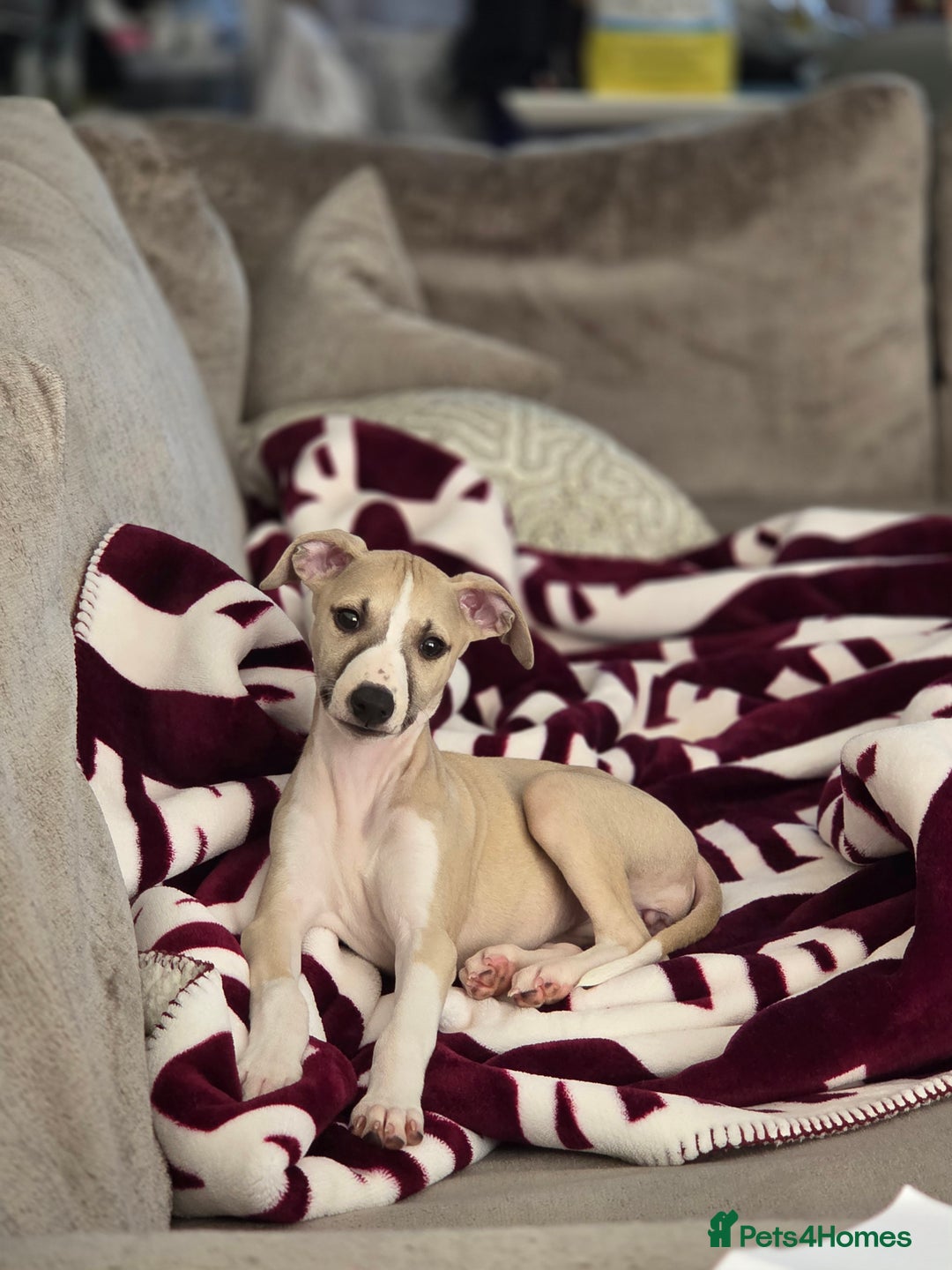 Whippet dogs for sale: Stunning kc reg whippet puppy  - Advert 9