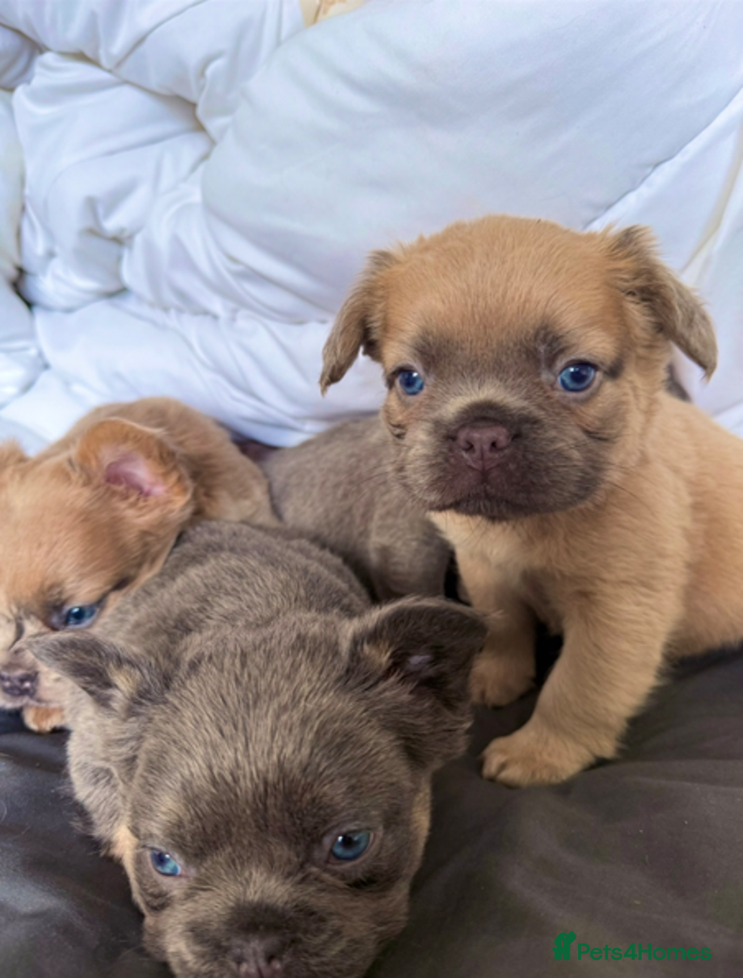 French Bulldog dogs for sale: REDUCED Last Pup! Quality Fluffy 🦁 - READY 🏠 - Advert 16