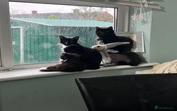 British Longhair cats for sale: 3 beautiful kittens for sale (ready to leave asap) - Image 7