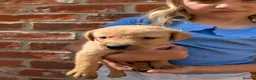 Labrador Retriever dogs for sale: KC registered golden Labrador retriever puppies  - Advert 3