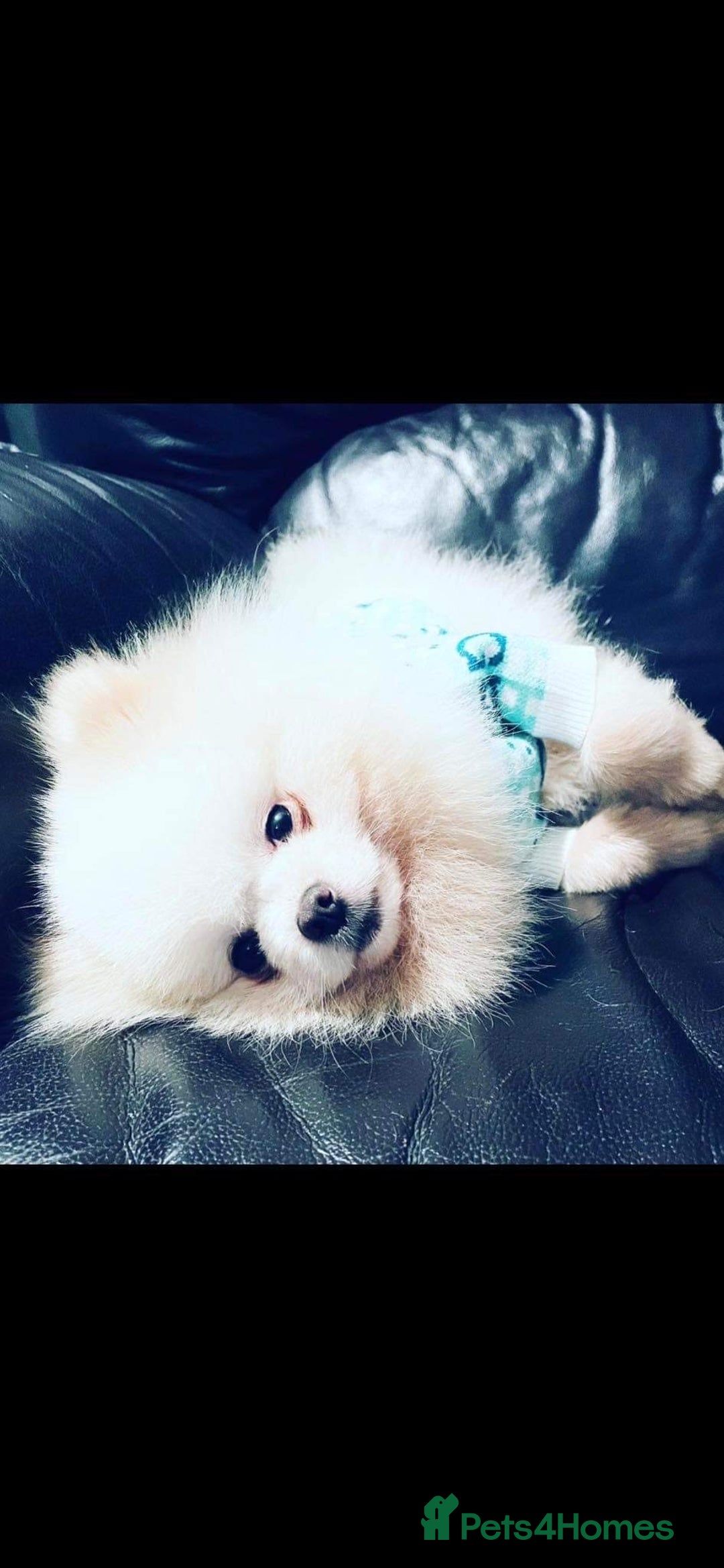 Pomeranian dogs for sale: Kc Reg Pomeranian Pups - Advert 22