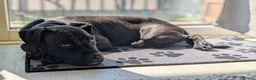 Mixed Breed dogs for sale: 🐾 PEBBLES - The Sweet, Clever Staffy Mix - Advert 3
