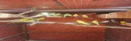 Budgerigars birds for sale: Budgies - Advert 5