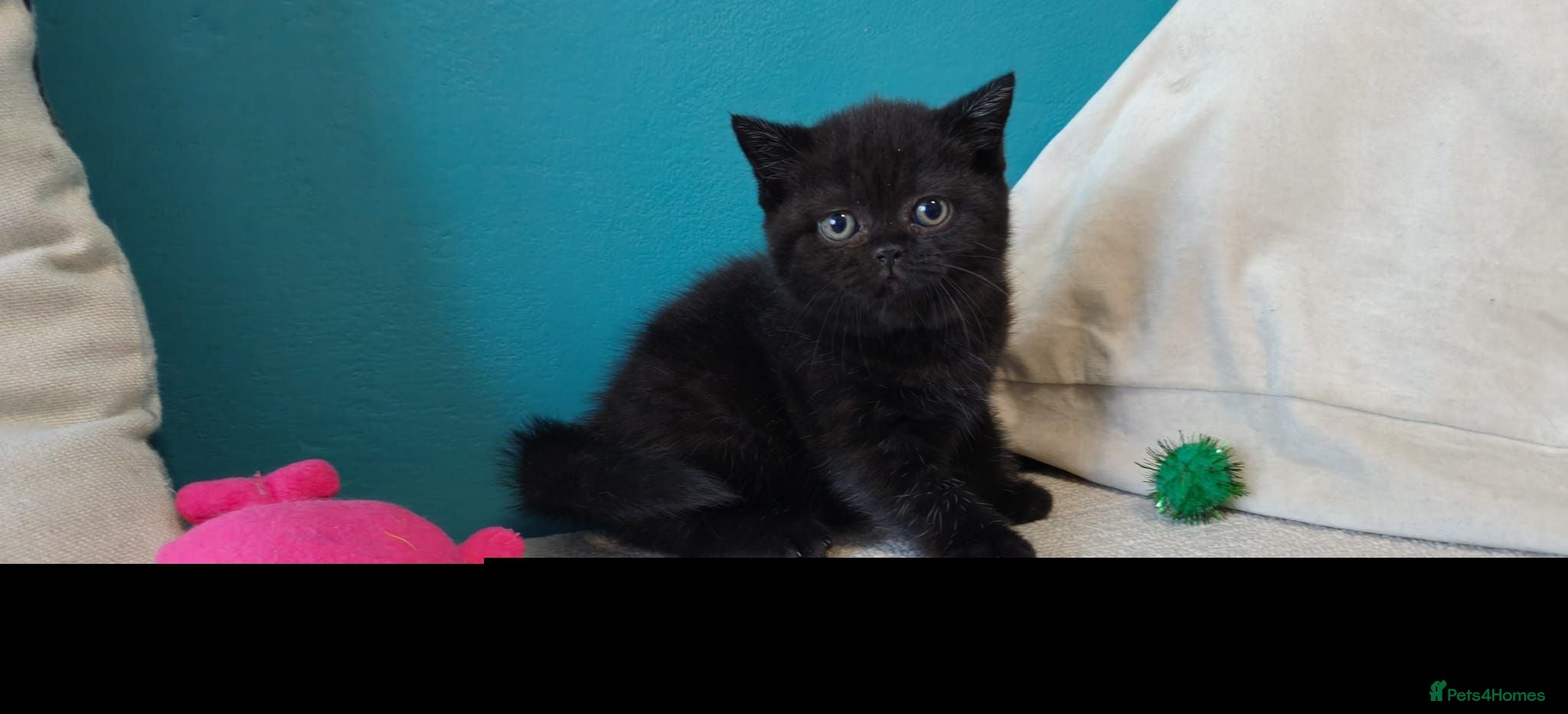 British Shorthair cats BSH GCCF Pedigree Black & Blue Ready Sept - Advert 2