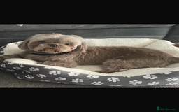 Shih Tzu dogs for sale: Imperial shih tzu puppies  - Image 5