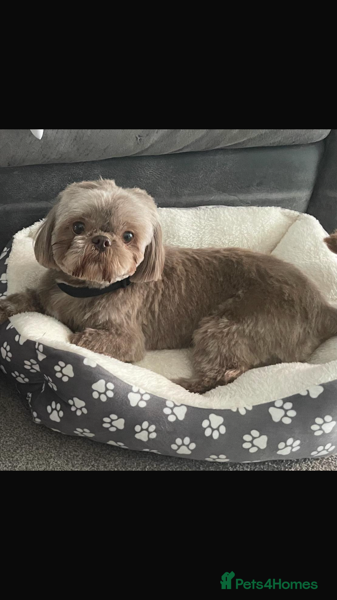 Shih Tzu dogs for sale: Imperial shih tzu puppies  - Image 5