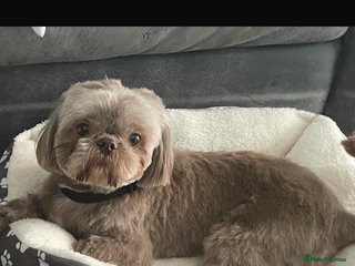 Shih Tzu dogs Imperial shih tzu puppies - Advert 15