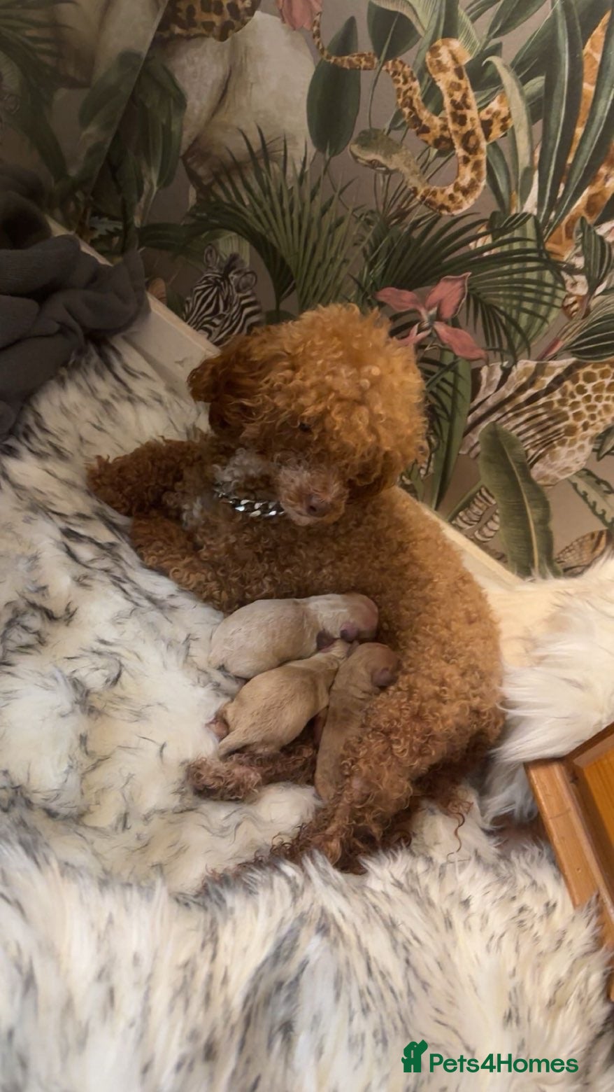 Toy Poodle dogs Lola  - Advert 1