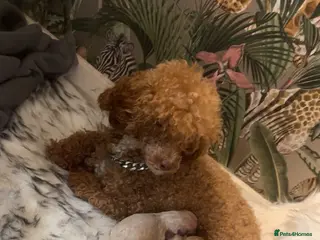 Toy Poodle dogs Lola - Advert 1