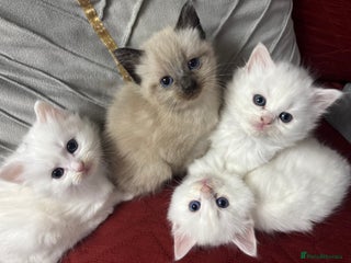 Siamese cats Siamese x russian blue kittens - Advert 1