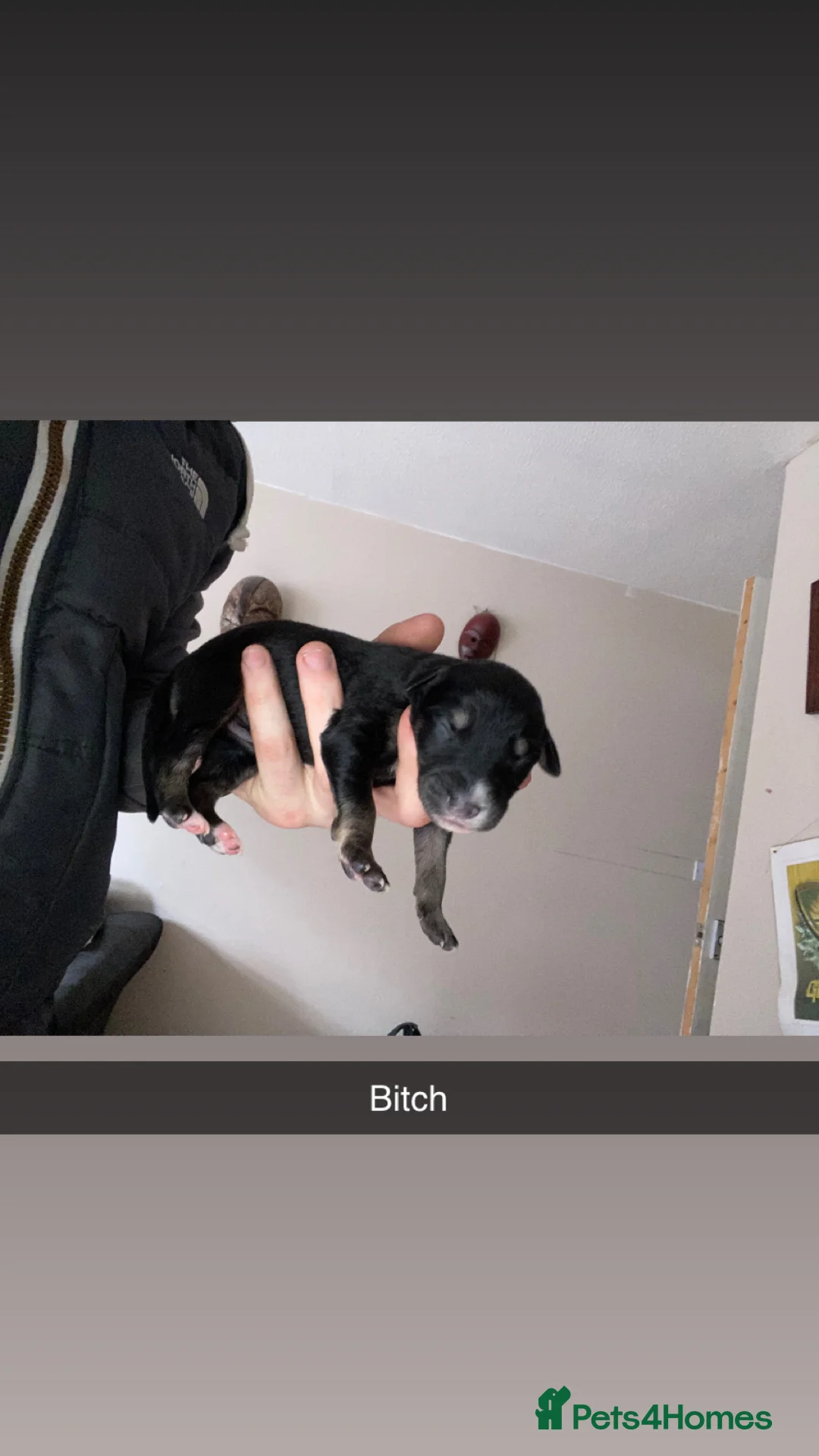 Mixed Breed dogs for sale: Whippet x  greyhound puppies - Advert 5