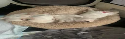 Pomchi dogs for sale: Chihuahua x Pomeranian Puppies - Advert 3