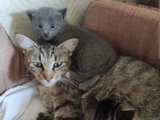 British Shorthair cats Bsh x tabby kittens - Advert 6