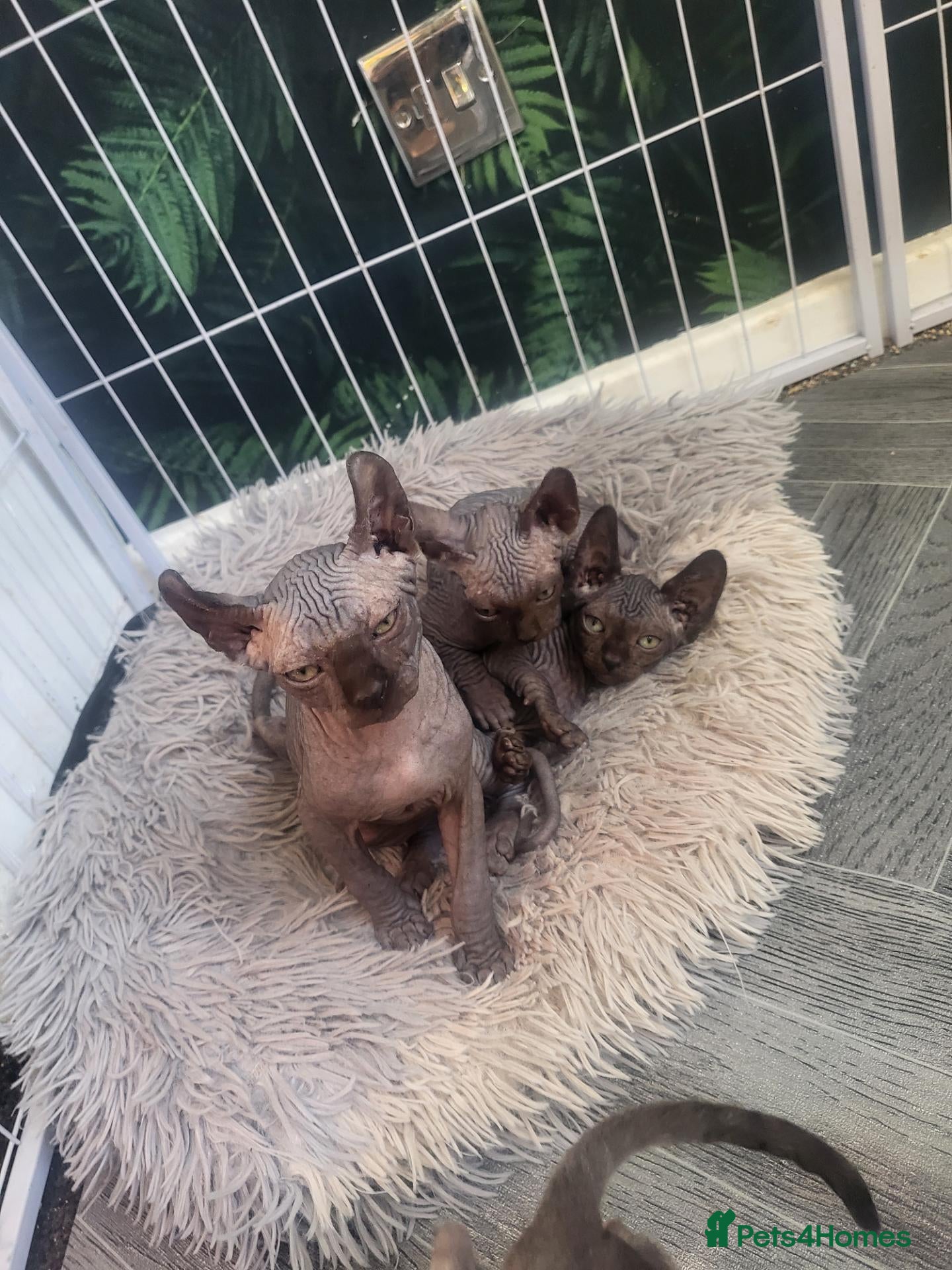 Sphynx cats Sphynx girls and boy elf 🐾🐾 - Advert 9