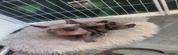 Sphynx cats for sale: Sphynx girls and boy elf 🐾🐾 - Advert 3