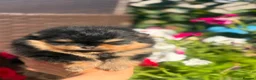 Pomeranian dogs for sale: ❤️ Exceptional KC Registered Pomeranian Puppies ❤️ - Advert 4