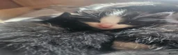 Mixed Breed cats for sale: 4 male kittens - Advert 3
