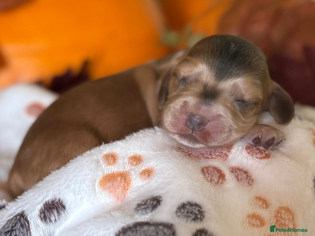 Cocker Spaniel dogs for sale: Stunning 5 Star KC  Show Cocker Spaniels - Image 15