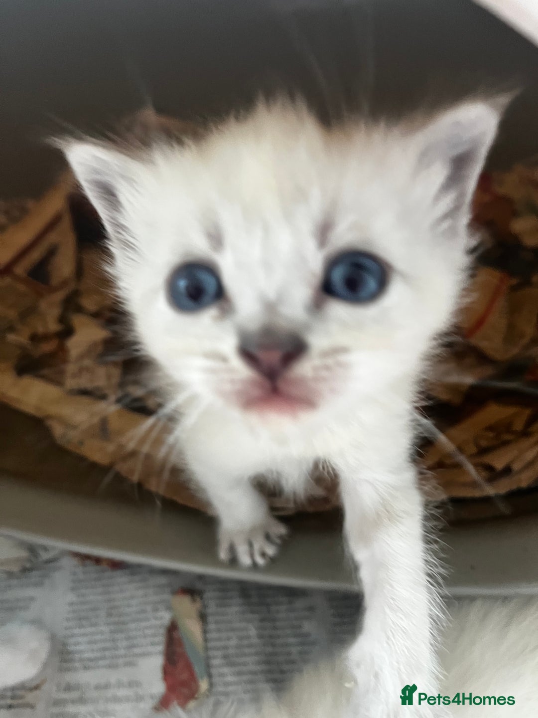 Ragdoll cats for sale: Mink ragdolls - Advert 3