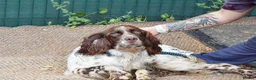 English Setter dogs for adoption: Azucar in Newcastle upon Tyne - Advert 5