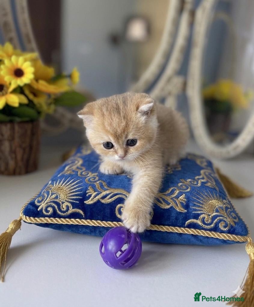 British Shorthair cats 🌟Adorable Golden Pure BSH kittens 🌟 - Advert 4