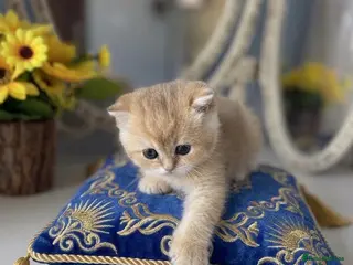 British Shorthair cats 🌟Adorable Golden Pure BSH kittens 🌟 - Advert 4