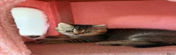 British Longhair cats for sale: LOOKING FOR A NEW HOME!!! NEW FAMILY  - Advert 13