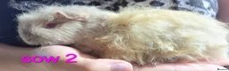 Guinea Pig rodents for sale: Gergouse guinea pigs  - Advert 11