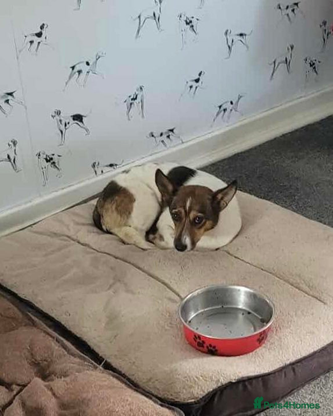 Mixed Breed dogs for adoption: Nutty Nula - Image 3