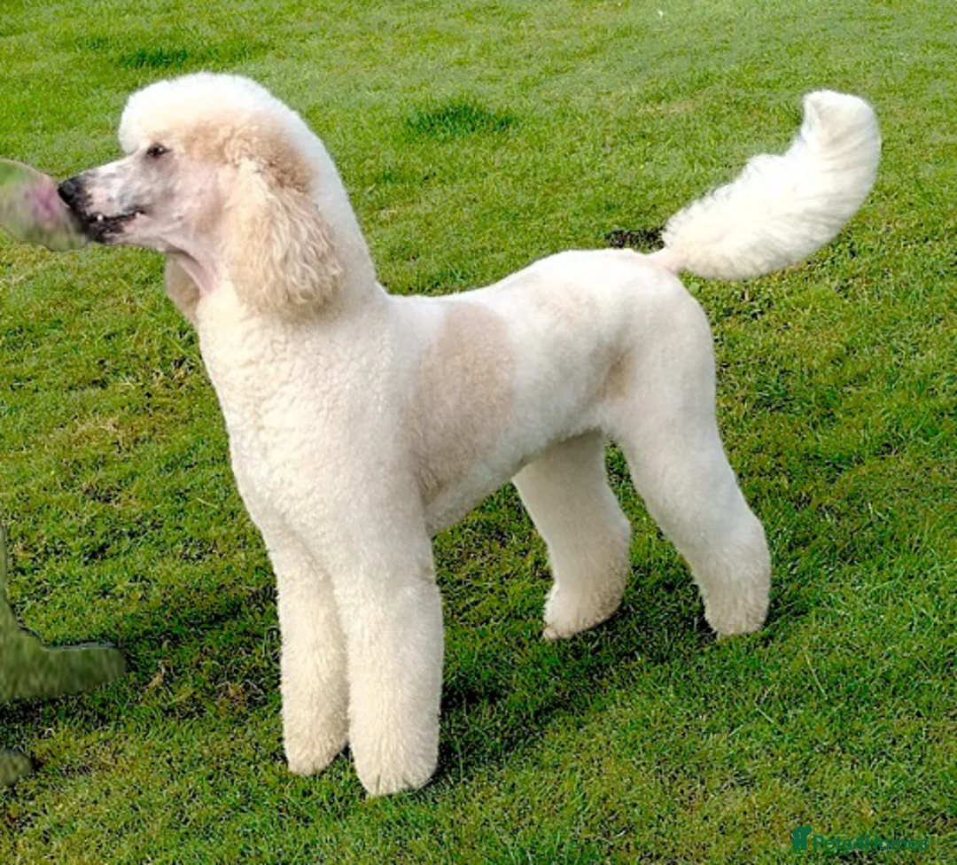 Standard Poodle dogs for sale: Elite KC Reg'd Standard Parti Poodle Pups - Advert 1