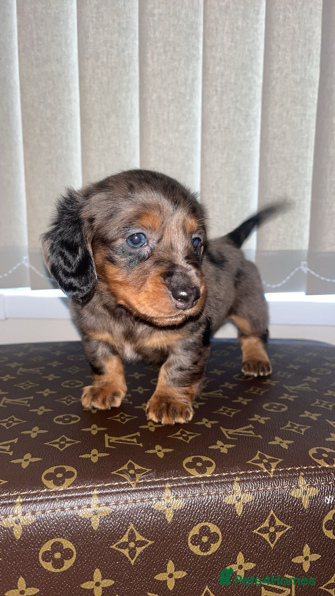 Miniature Dachshund dogs for sale: Miniature dachshund puppies - Advert 2